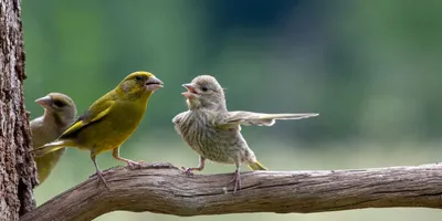 Подними себе настроение 2: ох уж эти смешные птицы | Story-от-Poli | Дзен