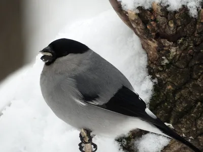 снегири « Fotoparus