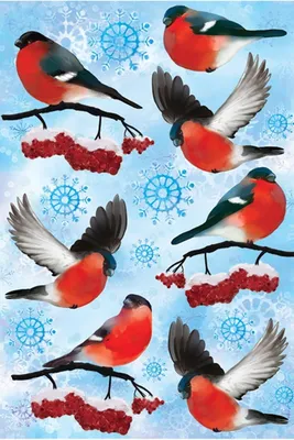 СНЕГИРЬ. | Домашние птицы, Природа, Снегирь
