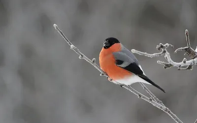 Снегирь (Pyrrhula pyrrhula) - Bullfinch | Film Studio Aves - YouTube