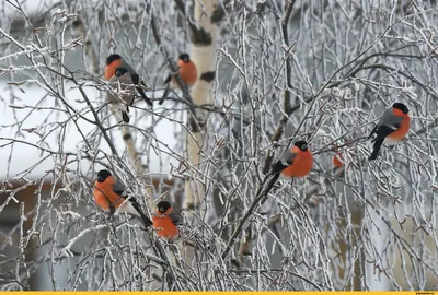 Снегирь - птица зимняя, Он в холода…» — создано в Шедевруме