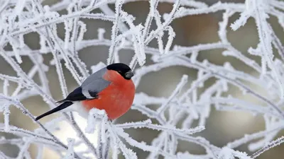 Снегирь Певчая Птица Зима - Бесплатное фото на Pixabay - Pixabay