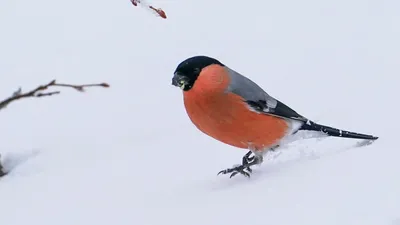 Птицы акварелью. Снегирь