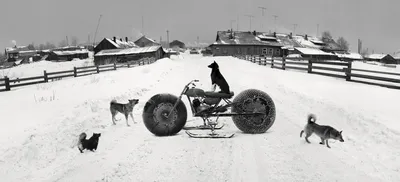 Фото снегохода собаки: впечатляющая комбинация силы и грациозности