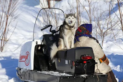 Фотография снегохода собаки в хорошем качестве для обоев