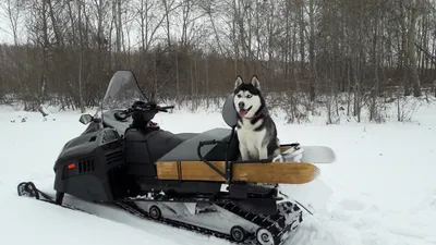 Снегоход собака – фото, достойное внимания