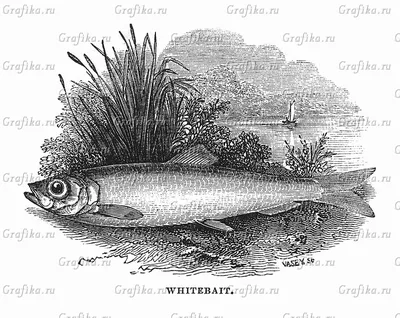 Снеток сырых рыб стоковое фото. изображение насчитывающей сельди - 85939586