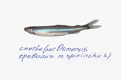 снеток европейских рыб свежий Стоковое Изображение - изображение  насчитывающей горизонтально, студия: 25223599