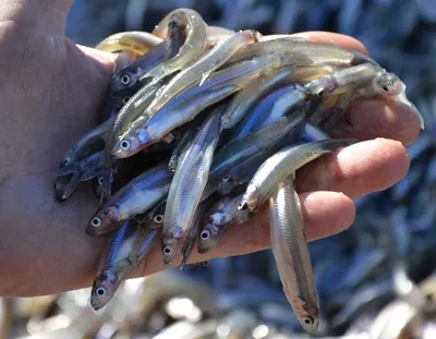 Рыба с огуречным ароматом: Селигер всегда славился богатыми уловами снетка  - Тверь24 - новости в Тверском регионе