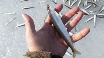 Корюшка: фото с описанием повадок рыбы, внешнего вида, чем питается, где  найти, как правильно ловить (снасти, техника рыбалки, прикормка)