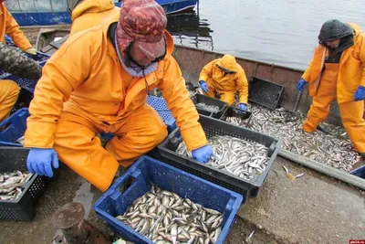 Селигер: почему исчезают традиционные виды рыб | 27.11.2023 | Тверь -  БезФормата