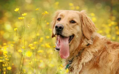 Фото собак для рабочего стола: дарят радость каждый день