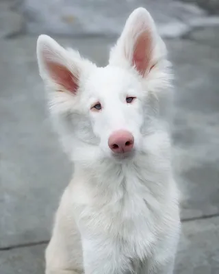 Уникальные фотографии собаки альбинос для бесплатного скачивания