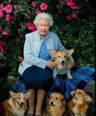 Изображение высокого качества - Собака английской королевы