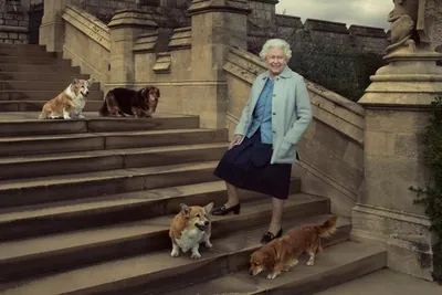 Фото симпатичной Собаки английской королевы для домашнего альбома