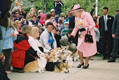 Изображение Собаки английской королевы в формате jpg для печати
