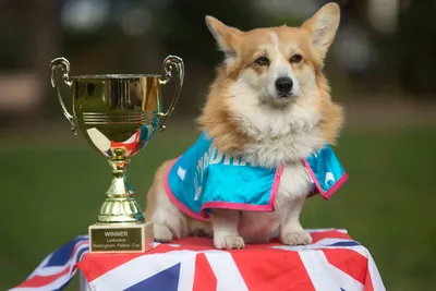 Собака английской королевы фотографии