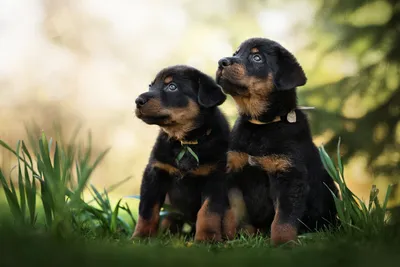 Фотографии собаки босерон: сохраните красоту в каждом пикселе
