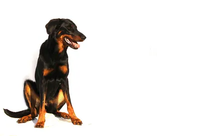 Фото собаки босерон: выберите свой идеальный размер