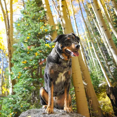 Фотографии собаки босерон: каждая деталь в гармонии