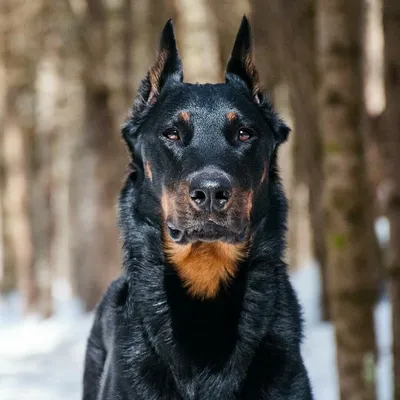 Великолепные фотографии собаки босерон для вашего экрана