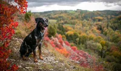 Собака босерон - фото, которые оставят след в вашем сердце