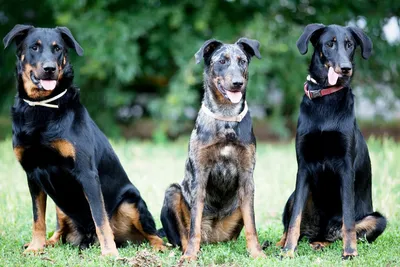 Фото собаки босерон в формате jpg: сохраните качество изображения