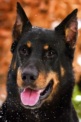 Собака босерон - достойная модель для фотографий
