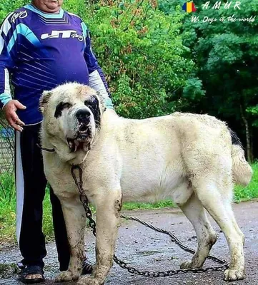 Уникальные фото собаки бульдозера для загрузки