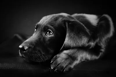 Собака черно белое фотографии