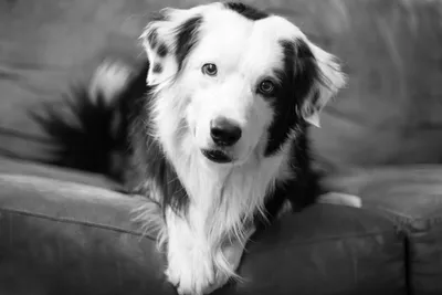 Фотография черно-белой собаки высокого разрешения