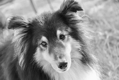 Скачать бесплатные черно-белые фото собаки