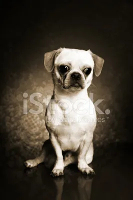 Фото с черно-белым изображением собаки для использования в блоге