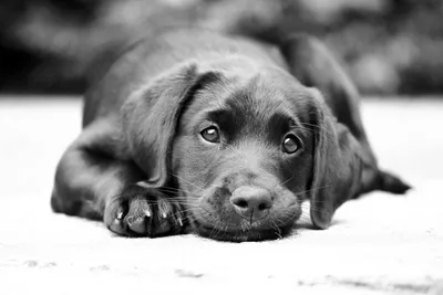 Уникальное черно-белое изображение собаки для фотоколлекции