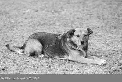 Черно-белая фотография собаки для использования в рекламе