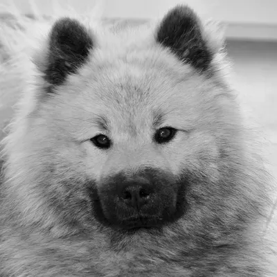 Фото собаки с эффектом черно-белого фона