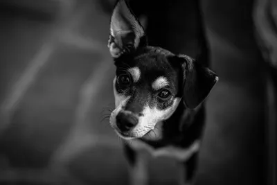 Собака черно-белое изображение с эффектом фона
