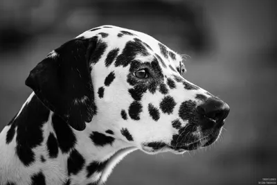 Фото на черно-белом фоне с изображением собаки