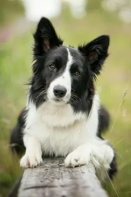Изображение черно-белой собаки для использования в презентации