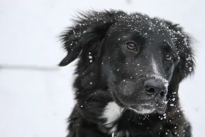 Фотография с черно-белым эффектом собаки в формате jpg