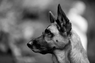 Скачать бесплатные черно-белые изображения собаки