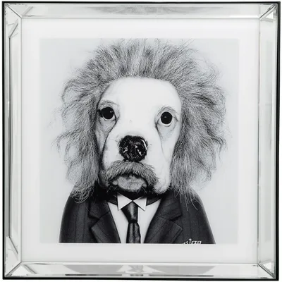 Фото с черно-белым изображением собаки в формате png для фотоколлекции