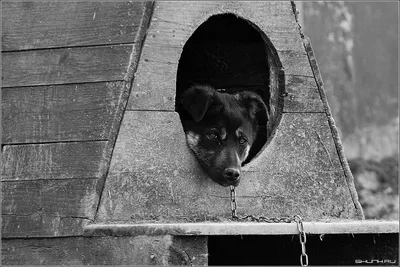 Уникальное черно-белое изображение собаки для использования на сайте