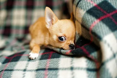 Собака чихуахуа мини в популярных форматах jpg и png