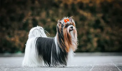 Фотографии собаки ерк: особый портрет самого верного друга