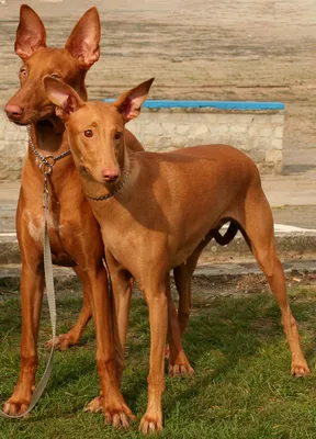 Фото собаки фараона: выберите размер и формат для скачивания