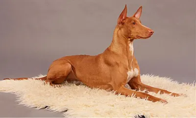Качественные фото собаки фараона в разных форматах