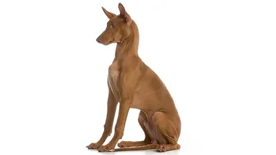 Фото собаки фараона: выберите размер и формат (jpg, png, webp)