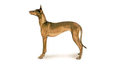 Собака фараона на фотографии: картинки в формате webp