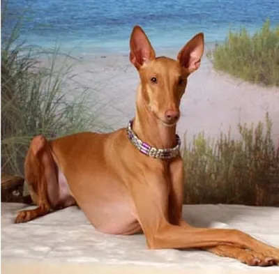 Фото собаки фараона: красивые картинки в формате webp